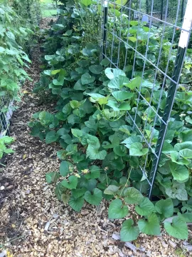 [Hearth.com] 2026 Garden Thread