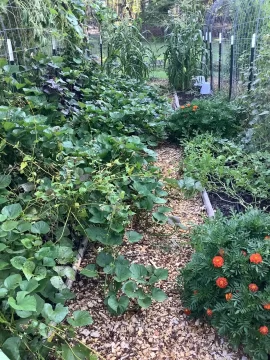 [Hearth.com] 2026 Garden Thread