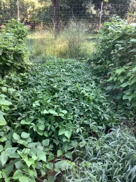 [Hearth.com] 2026 Garden Thread