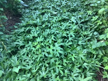 [Hearth.com] 2026 Garden Thread