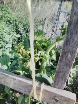 [Hearth.com] 2026 Garden Thread