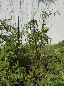 [Hearth.com] Update mod on tomato plant hold up clips. :-)