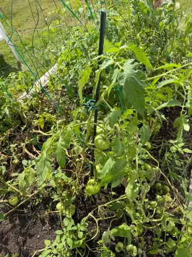 [Hearth.com] Update mod on tomato plant hold up clips. :-)