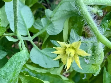 [Hearth.com] 2026 Garden Thread