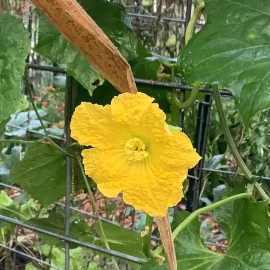 [Hearth.com] 2026 Garden Thread