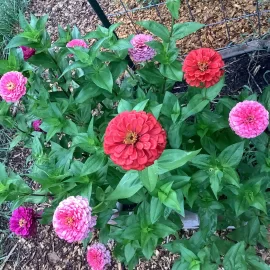[Hearth.com] 2026 Garden Thread