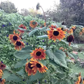 [Hearth.com] 2026 Garden Thread