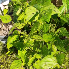 [Hearth.com] 2026 Garden Thread