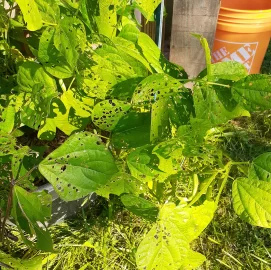 [Hearth.com] 2026 Garden Thread