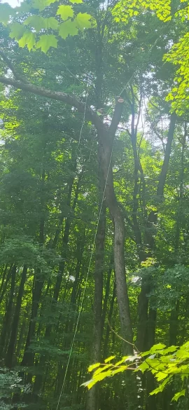 [Hearth.com] Misidentified this tree.
