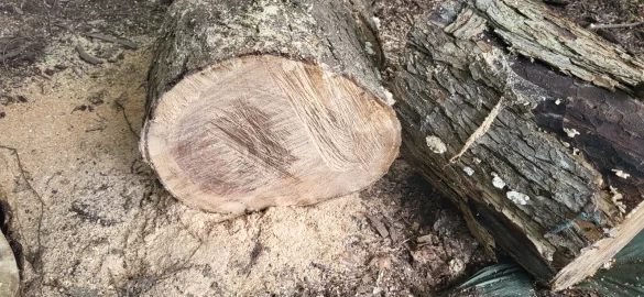 [Hearth.com] Misidentified this tree.