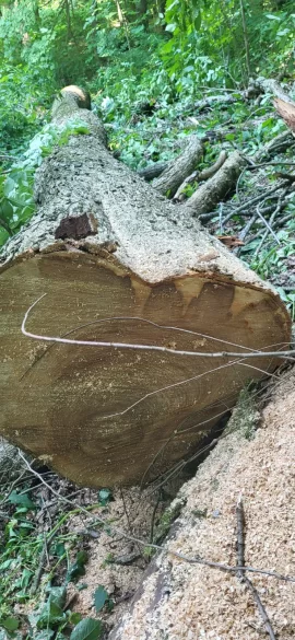 [Hearth.com] Misidentified this tree.