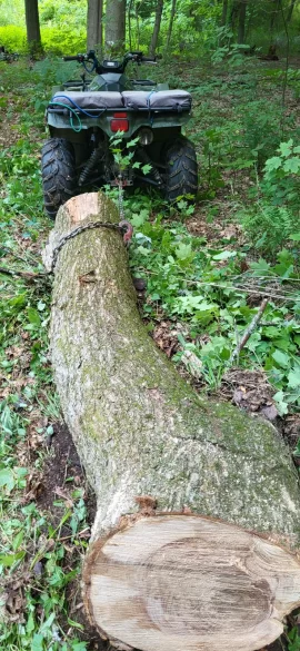 [Hearth.com] Misidentified this tree.