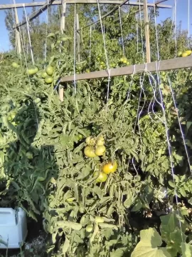 [Hearth.com] 2026 Garden Thread