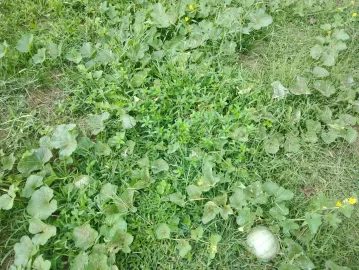 [Hearth.com] 2026 Garden Thread