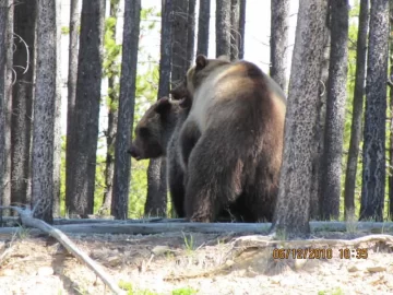 [Hearth.com] Alaskan Bear / Fill in The Rest