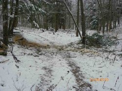 Trail Clearing