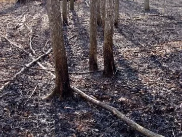[Hearth.com] Hot ashes & coals after 24 hours?