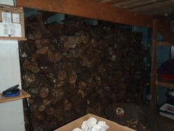 3.3 cords of wood moved into the basement