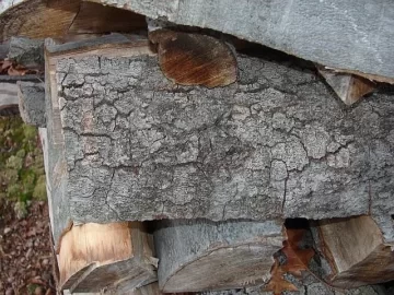 [Hearth.com] and yet another wood id (Mulligan.... w/ better pics)