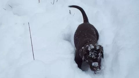 [Hearth.com] My new puppy