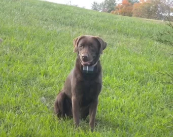 [Hearth.com] My new puppy