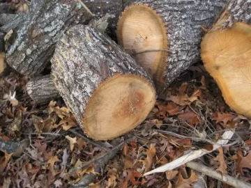 [Hearth.com] Please ID my wood score