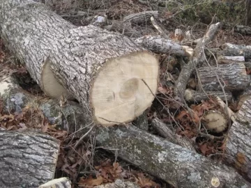 [Hearth.com] Please ID my wood score