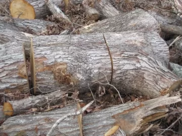 [Hearth.com] Please ID my wood score