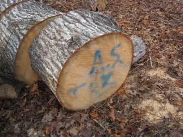 [Hearth.com] Please ID my wood score