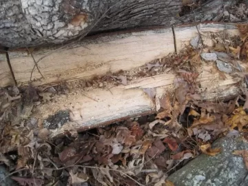 [Hearth.com] Please ID my wood score