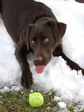 [Hearth.com] My new puppy