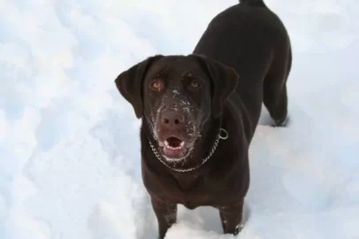 [Hearth.com] My new puppy