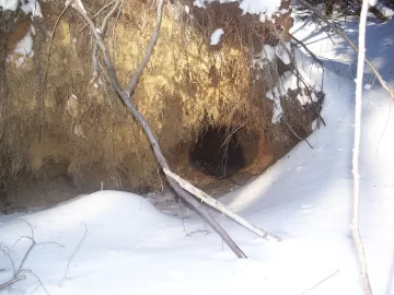 [Hearth.com] Porcupine house and maybe a trail moose?