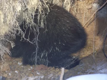 [Hearth.com] Porcupine house and maybe a trail moose?