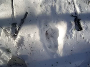 [Hearth.com] Porcupine house and maybe a trail moose?