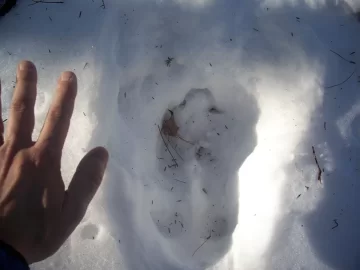 [Hearth.com] Porcupine house and maybe a trail moose?