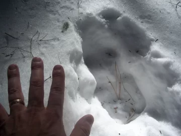 [Hearth.com] Porcupine house and maybe a trail moose?