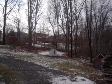 [Hearth.com] Debating what to do with some big trees