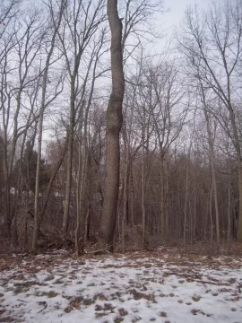 [Hearth.com] Debating what to do with some big trees
