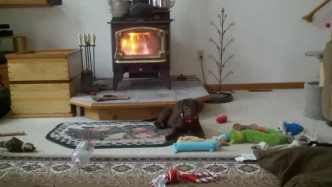 [Hearth.com] Puppy knows her place