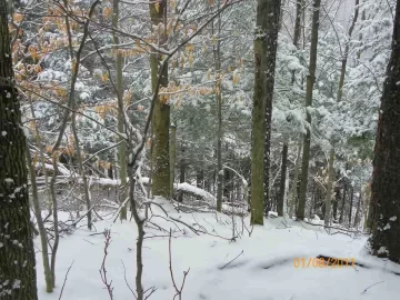 [Hearth.com] Trail Cleared to the Beech & Cherry