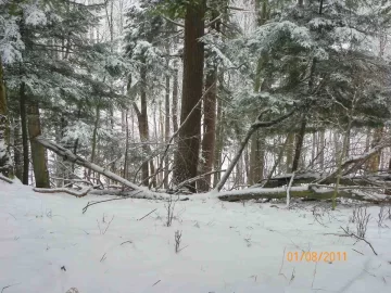 [Hearth.com] Trail Cleared to the Beech & Cherry