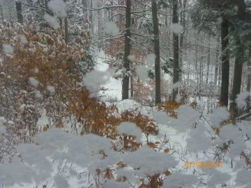 [Hearth.com] Trail Cleared to the Beech & Cherry
