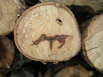 [Hearth.com] Smiling wood