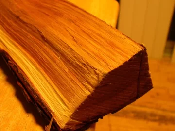 [Hearth.com] Tree ID help Please!