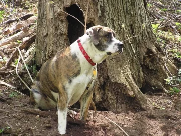 [Hearth.com] Puppy knows her place