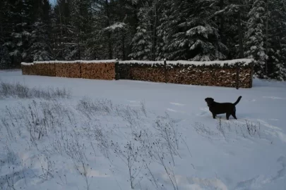 [Hearth.com] Labs love snow