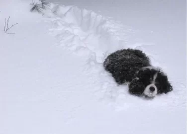 [Hearth.com] Labs love snow