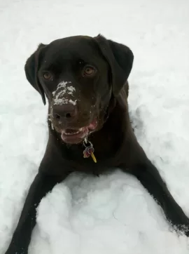 [Hearth.com] Labs love snow
